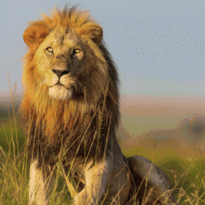 GIF KENIA SAFARI - EV